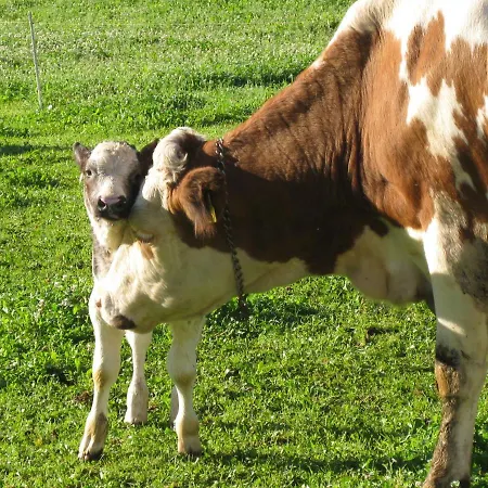 Unterkanterhof Kofler Lejlighed *