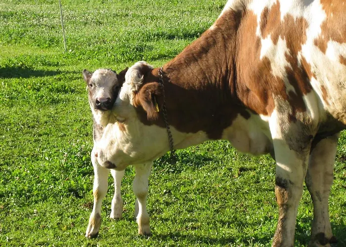 Unterkanterhof Kofler Apartmán *